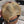 Stetson Camper Trucker Cap — Khaki / Olive / Sand
